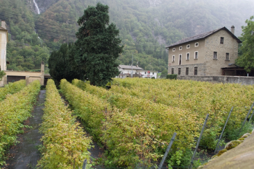 Rebberge in der Region Bernina